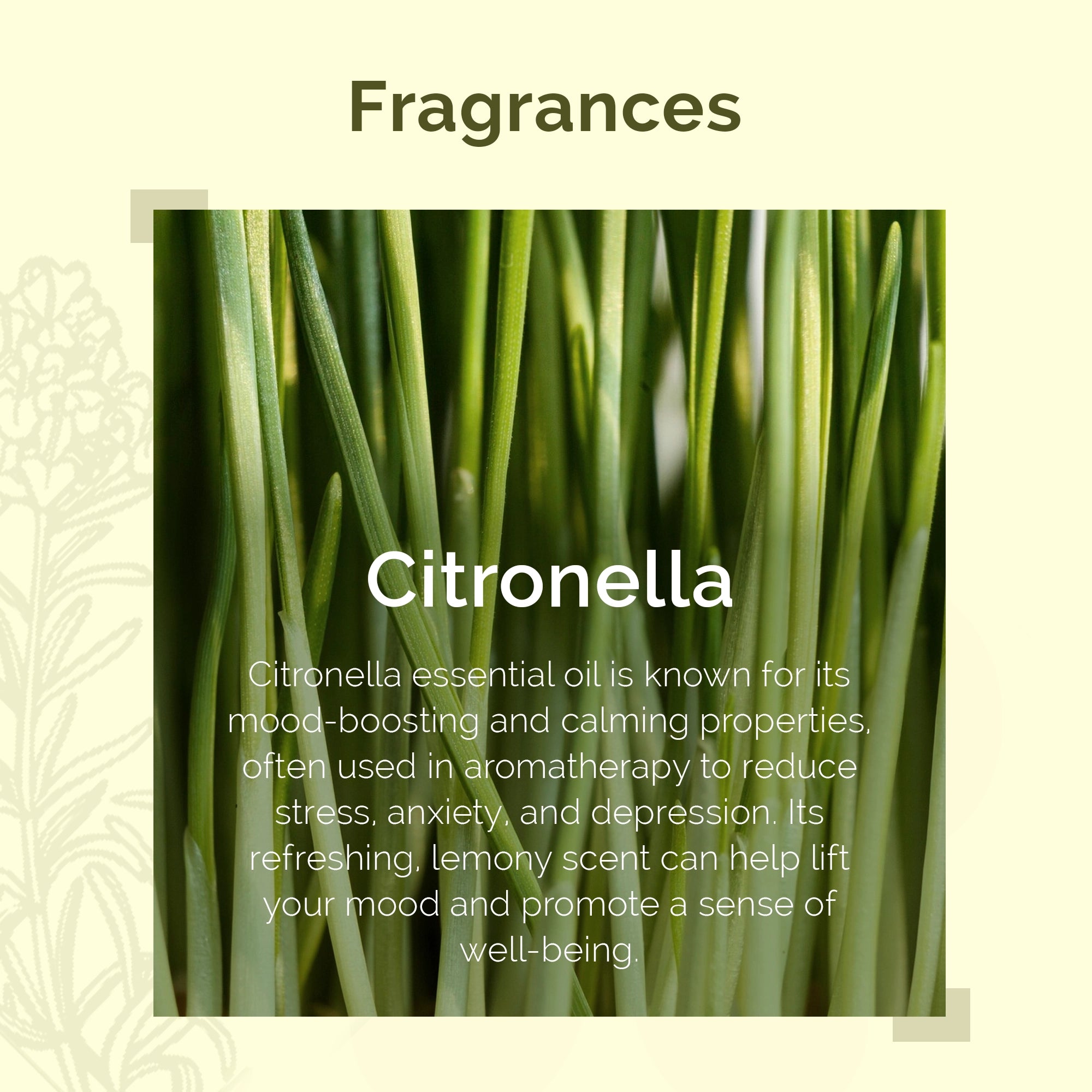 IRIS Aromatherapy Citronella Essential Oil