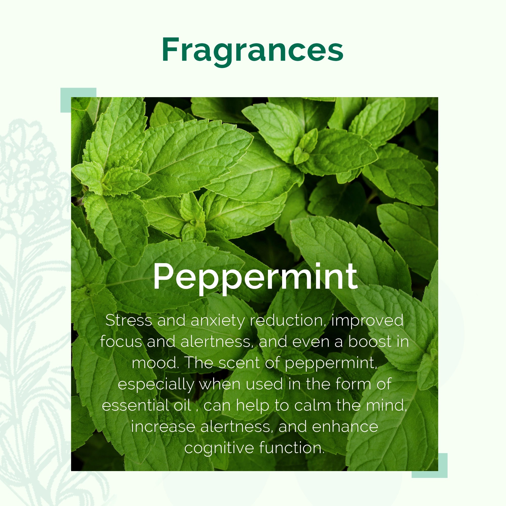 IRIS Aromatherapy Peppermint Essential Oil
